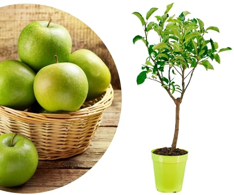 Meine Orangerie - Zwergobst Stämmchen Apfel - Zwergapfel - mehrjähriger Apfelbaum - Höhe inkl. Topf ca. 100cm - winterhartes Apfelbäumchen für Garten, Balkon oder Terrasse im Ø22-24cm Topf