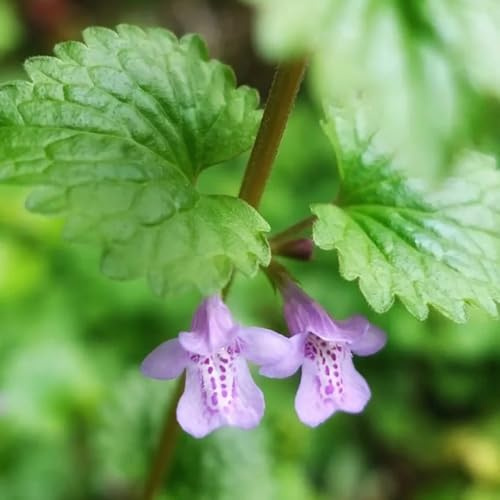semi di edera terrestre biologici to, decorazione da giardino per esterni Glechoma hederacea da giardino tappezzanti balcone giardino 500pcs