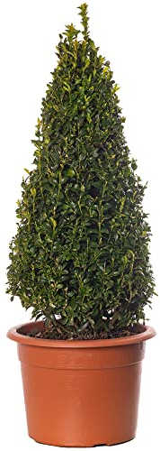 Buxus-Pyramide - Buchsbaum-Pflanze | Immergrüner, geformter Topiary für den Außenbereich im Garten 50-60cm