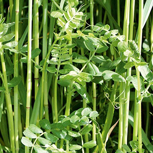 Suttons Green Manure Seeds - Winter Mix, Vegetable Seed, Approx. 100g, Covers 10 sqm Seeds per Pack, Grow Your own, Ideal for Beds and Borders