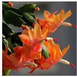 Graines de Zygocactus Truncatus schlumbergera plantes d'intérieur en pot plantes à feuillage Paquet de 100 graines