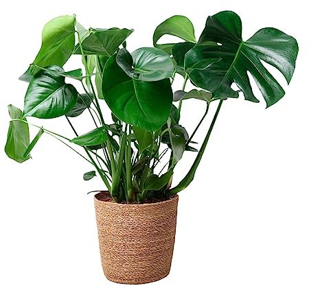 Happy Plants Monstera Deliciosa fensterblatt/lochpflanze 80 cm hoch, 21Ø - Zimmerpflanzen Groß - Luftreinigende Pflanzen - inkl. Blumentopf - Frisch aus der Gärtnerei (mit Topf, 80 cm)