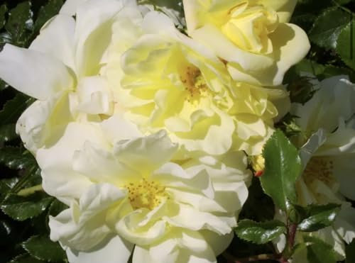 'Sunshine Flower Carpet' - Yellow Ground Cover - Potted Rose