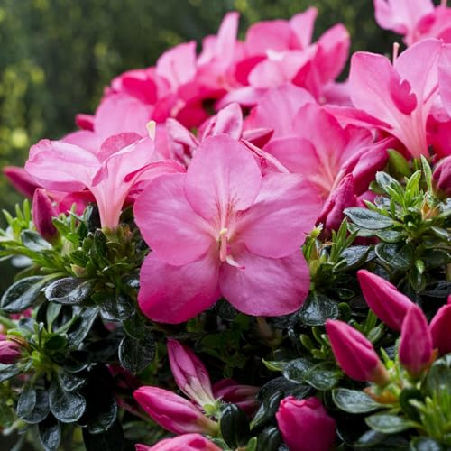 Vivai le Georgiche - Pianta vera di Azalea impeditum Anouk Rhododendron impeditum 'Anouk' Rododendro 'Anouk' - vaso Ø 17 cm - altezza alla vendita 15-20 cm