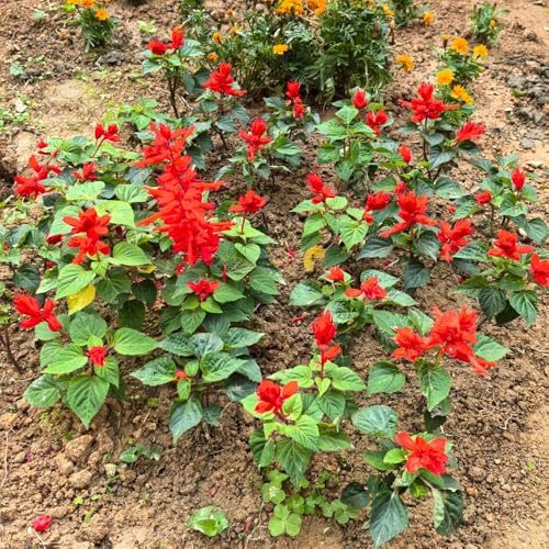 Semillas de salvia de fuego, semillas de silvestres perennes Salvia esplendorosa, jardín de decoraciones florales de otoño 300pcs