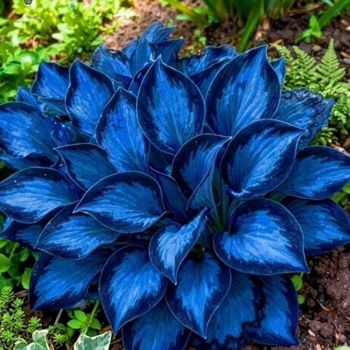 Bulbi di Hosta | Eleganti,Robusti,Compatti,Sottili,Delicati, Arieggiati-2 bulbi-H