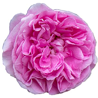 Gertrude Jekill®, rosa viva di Rose Barni®, cespuglio in vaso English Roses®, fiori grandi a coppa, profumati, colore rosa carico, cod. 71116.