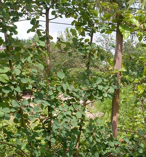 Erlenblättrige Felsenbirne Smoky 60-80cm - Amelanchier alnifolia - lebende Gartenpflanze aus den Baumschulen