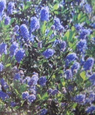 Hochstamm - Ceanothus impressus Victoria - Säckelblume Victoria