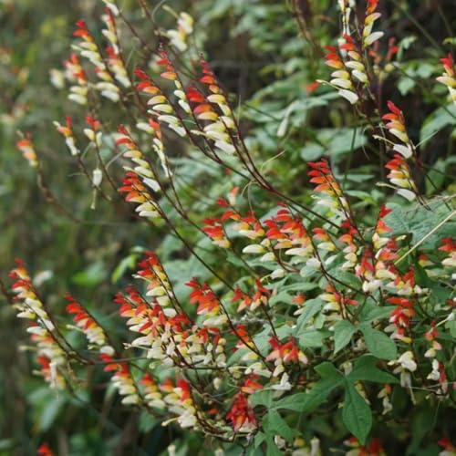Semillas de enredadera estrella, Mina lobata, raras trepadoras semillas de silvestres semillas de pradera de mariposas resistentes para el 15pcs