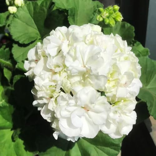 geranien hängend - wildblumensamen kräutergarten garten - Seltene serie - balkonblumen bonsai frühlingsblumen balkonpflanzen winterhart 40samen