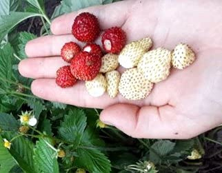 Seeds Alpine Wild Strawberry Red and Yellow Mix Fragaria Virginiana 100+ Seeds for Growing Perennial