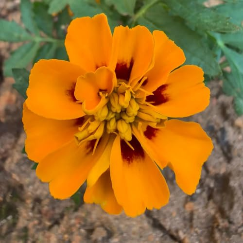 semi di tagete perenne primaverile, selvatici di calendula, tagetes patula, luoghi soleggiati decorativi resistenti balcone resistenti 800pcs