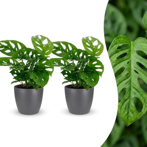 Monstera Adansonii - Rhaphidophora Tetrasperma - 2 plantes - avec pot gris - 25cm - Ø12cm