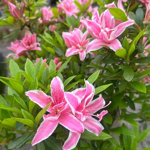 Semillas de azalea, Las perennes son perennes resistentes de rododendro resistente, decoración de jardín para exterior jardín 25pcs