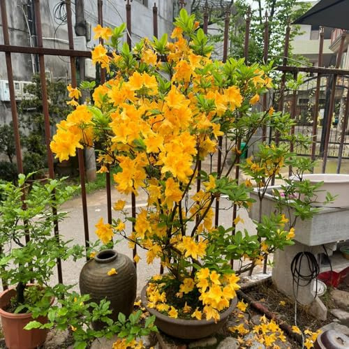 Semi di rododendro e azalea - decorazioni da giardino per esterni resistenti per giardini rocciosi resistenti organico vecchie varietà da balcone 80pcs
