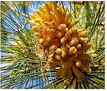 Stk - 10x Pinus roxburghii Emodi Chir Kiefer Baum Pflanzen - Samen ID150 - Seeds & Plants Shop by Ipsa
