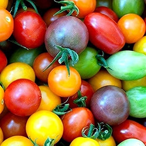 100Pièces Mélanger Des Graines De Tomates Cerises Arc-en-ciel Héritage Coloré, Graines De Tomates Naines Pour La Plantation De Jardin à La Maison