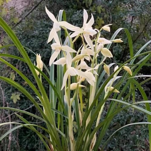 orquídeas - orquídea - pradera de exóticas perenne semillas de orquídeas herbáceas en camas elevadas jardín semillas pradera, sombra los 60semillas