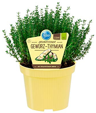 Bio Thymian Gewürzthymian (Thymus vulgaris), Kräuter Pflanzen aus nachhaltigem Anbau, (1 Pflanze)