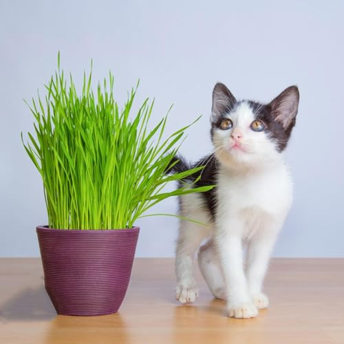 katzengras wintergemüse weizengras winterhart hochbeet balkon balkonpflanzen winterhart gemüsesamen pflanzensamen gartenpflanzen bonsai 200samen