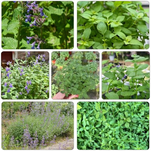 katzenminze gartenkräuter frühlingsblumen winterharte kübelpflanzen herbstblumen winterhart heilkräuter kräutersamen kräuterpflanzen zimmerpflanze gartendeko für draußen büropflanzen 200samen