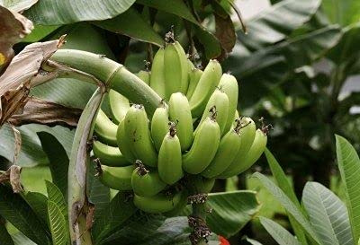 Aamish 100 semillas de plátano de plátano.