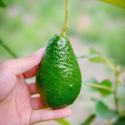 5 pcs avocado baum samen - säulenobstbäume obstbäume dekopflanzen winterharte stauden pflanzen garten pflanzensamen winterharte pflanzen für garten, winterharte kübelpflanzen hängepflanzen