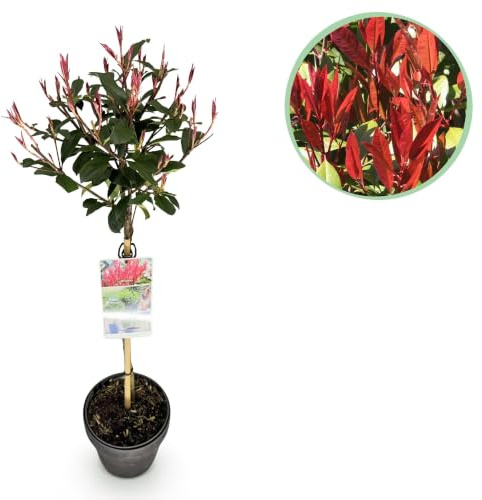 GreenboutiQ - Plante sur tige - Photinia fraseri Carre Rouge - Plante de terrasse - Persistante - Résistante au gel - Feuillage vert-rouge - Pot 19cm Hauteur 90cm