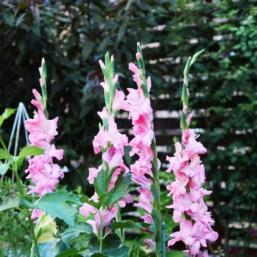 bulbos de gladiolosa resistente - balcón, decoración interior exóticas jardín 6pcs