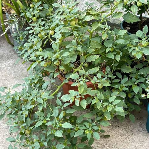 Physalis semillas - Serie Raras - semillas de techo verde jardín de rocas resistentes decorativas organicas 150pcs