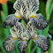 Bulbos de iris de flores ornamentales perennes, adecuados para plantar en el jardín, de rico color.-A-6bulbos