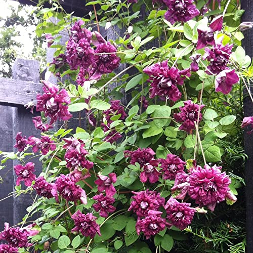 GardenersDream Clematis Purpurea Plena Elegans - Gefüllte Kletterpflanzen Winterhart - Clematis Winterhart Mehrjährig Pflanze - Balkon Pflanzen Weinrot