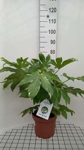 Fatsia japonica 'Variegata' - Zimmeraralie 60- + cm Container