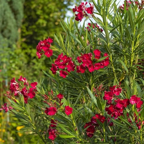semillas de adelfa - de jardín para hombres, decoracion en resistentes semillas perennes balcón resistentes 25pcs