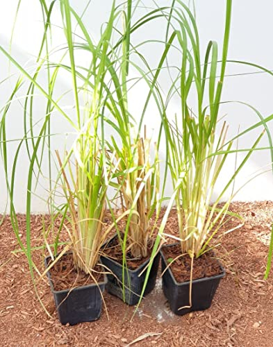 Cortaderia selloana 12 cm Topf – Winterhart, Mehrjährig, Pflegeleicht – Pampasgras – Ziergras für Garten & Beet