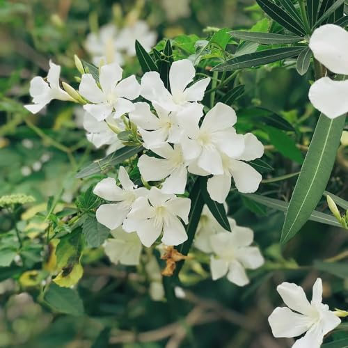 Semi di oleandro - vecchie varietà Nerium oleander - resistenti regali sostenibili giardino di acquistarererere di oleandro arbusti fioriti resistenti 25pcs