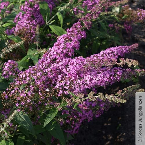 Schmetterlingsstrauch, Buddleja 'Rêve de Papillion® PINK', malvenrosa, Topf 5 lt