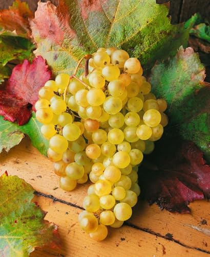 Vitis vinifera 40–60 cm – Winterhart, Mehrjährig – Weinrebe – Kletterpflanze für Pergola & Rankhilfe