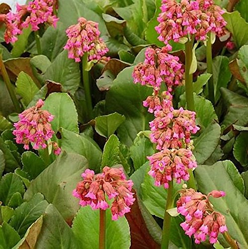 Bergenie Abendglocken - Bergenia cordifolia - Gartenpflanze