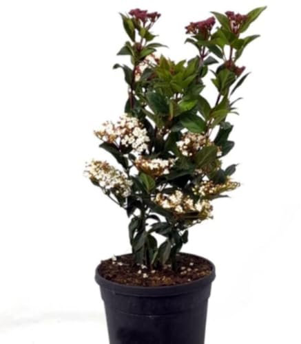 Planta natural Viburnum Tinus, 30-40 cm. Durillo. Arbusto perenne, hojas verdes, flores blancas en invierno y frutos azules en verano. Segura Garden.