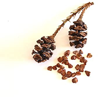Sequoia sempervirens Coast/California Redwood Tree Seeds x15 Ethically Sourced